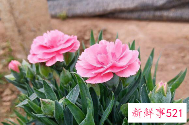 康乃馨花怎么养