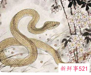 属蛇的人有灵性吗