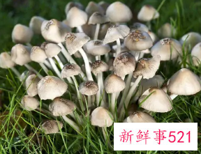 长在树边的是什么蘑菇能吃吗