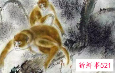 属蛇女和属猴男的合不合