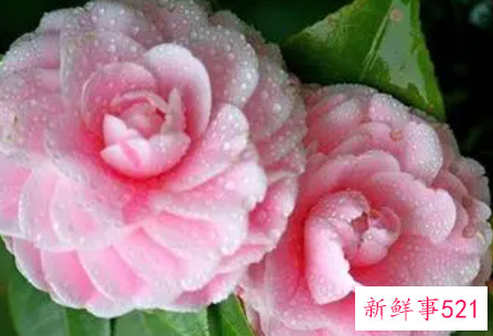 山茶花的繁殖方法有哪些