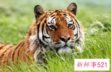 属蛇和属虎的婚姻配吗