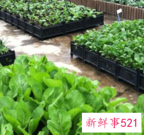 适合阳台种植的蔬菜水果效果图