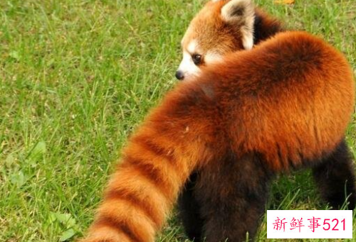 盘点世界十大奇特的动物