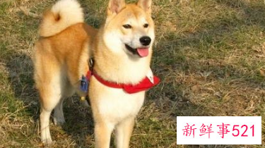 狗狗会怨恨主人吗