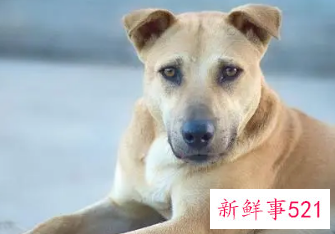 如何挑选健康的狗狗