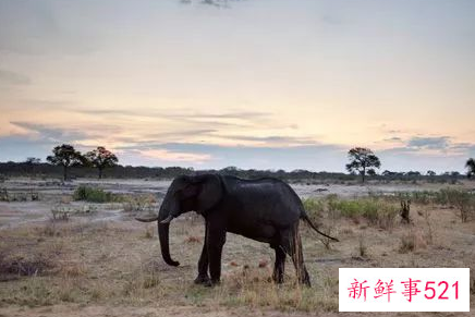 保护野生动物的几种方法