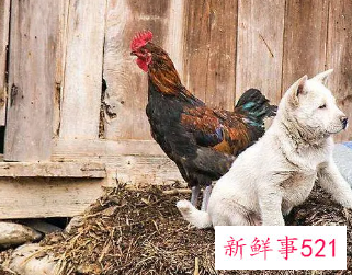 鸡和狗在一起对谁不利