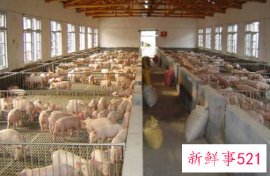 养殖场安全隐患排查工作总结