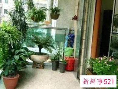 阳台种什么花对风水好