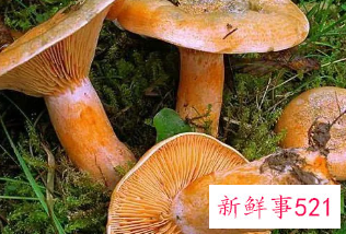 长在树边的是什么蘑菇能吃吗