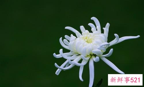 菊花要怎么养才不会死