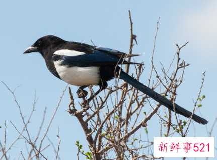 梦见喜鹊是什么意思