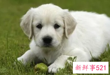 梦到两条狗什么意思