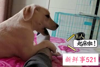 人养狗狗容易得什么病