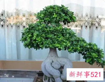 盆栽榕树冬天怎么养