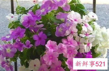 最适合家庭阳台养的花卉