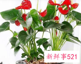 家庭养什么花好花风水好