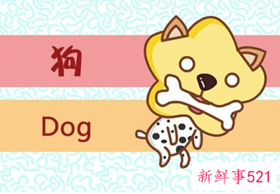 属狗的适不适合做生意