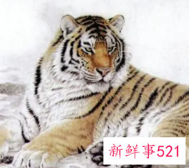 属虎男士佩戴什么手串好