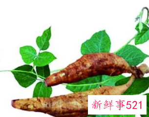 枳椇子葛根对肝脏的作用与功效