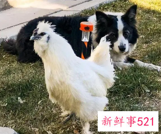 鸡和狗在一起对谁不利