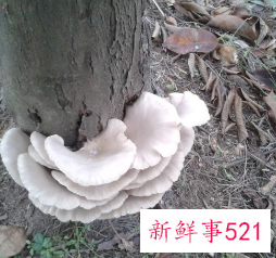 长在树边的是什么蘑菇能吃吗