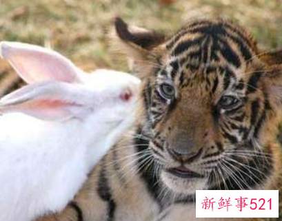 男兔女虎千万别在一起