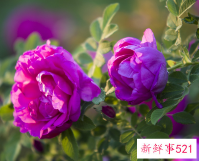 白玫瑰是什么寓意