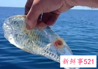 已婚女人梦见水里有鱼