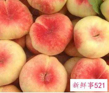 蟠桃和桃子区别是什么