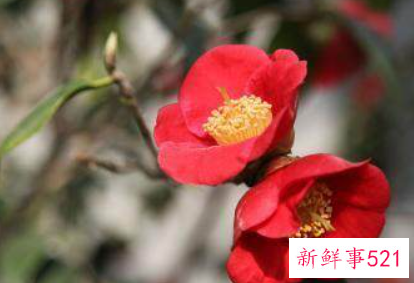 山茶花的繁殖方法有哪些