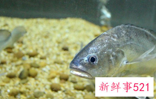 婴儿21个月可以吃些什么鱼