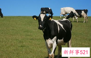 牛女今年运势如何