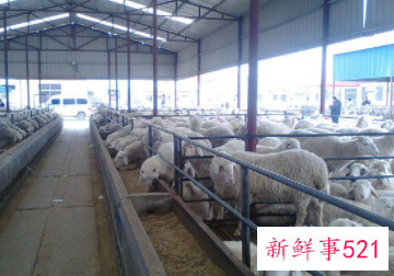 养殖场安全隐患排查工作总结