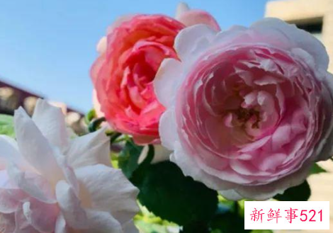 最适合家庭阳台养的花卉