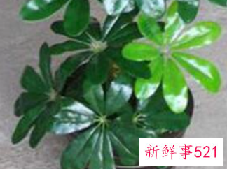 大门口种什么树招财