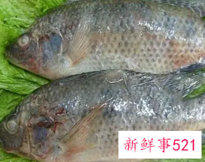 婴儿21个月可以吃些什么鱼