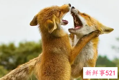 梦见打狐狸是什么征兆