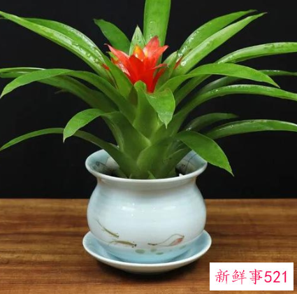 适合家居风水的植物有哪些