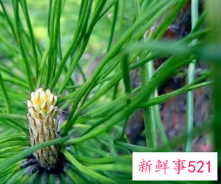 梦见松针是什么意思
