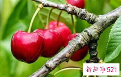 梦见樱桃树的周公解梦