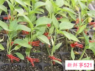 辣椒漂浮育苗技术要点