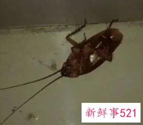 蟑螂被打死的地方用什么消毒