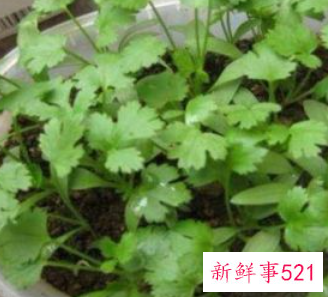 适合阳台种植的蔬菜水果效果图