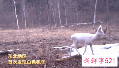 棕色大熊猫在秦岭已被发现10次