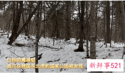 棕色大熊猫在秦岭已被发现10次