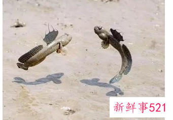 盘点世界十大奇特的动物