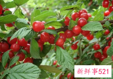 梦见樱桃树的周公解梦