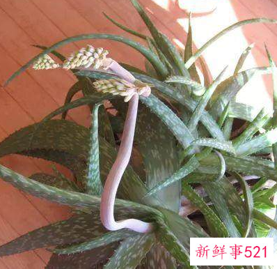 芦荟怎么栽培容易成活